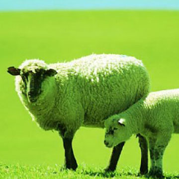 Πράσινα «Εξωγήινα» Πρόβατα