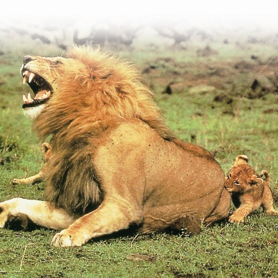 Λιοντάρι, ο Βασιλιάς της Ζούγκλας