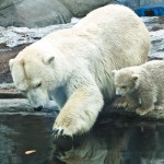 Αρκούδες, που Ζουν και από ποιους Κινδυνεύουν